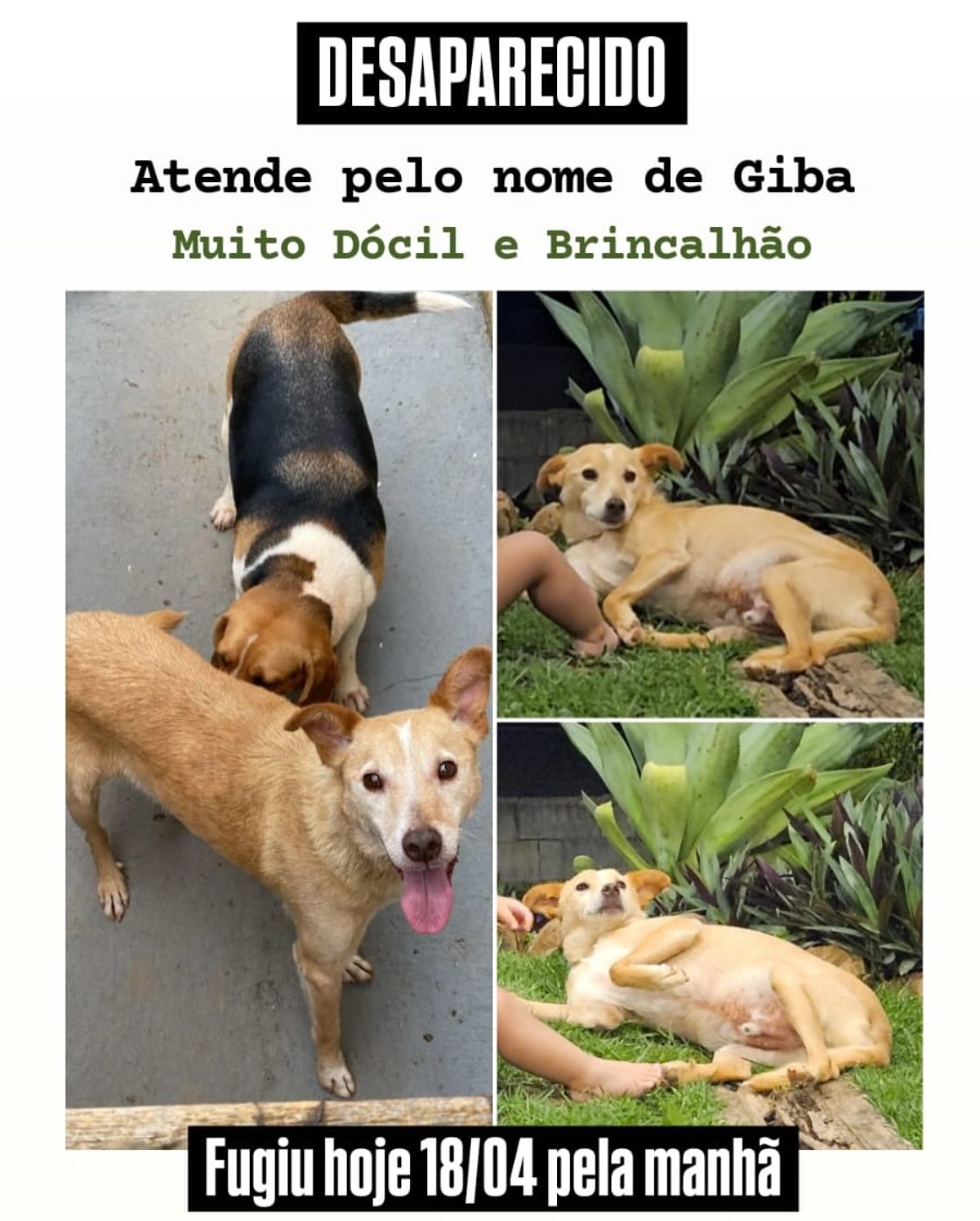 Foto do animal