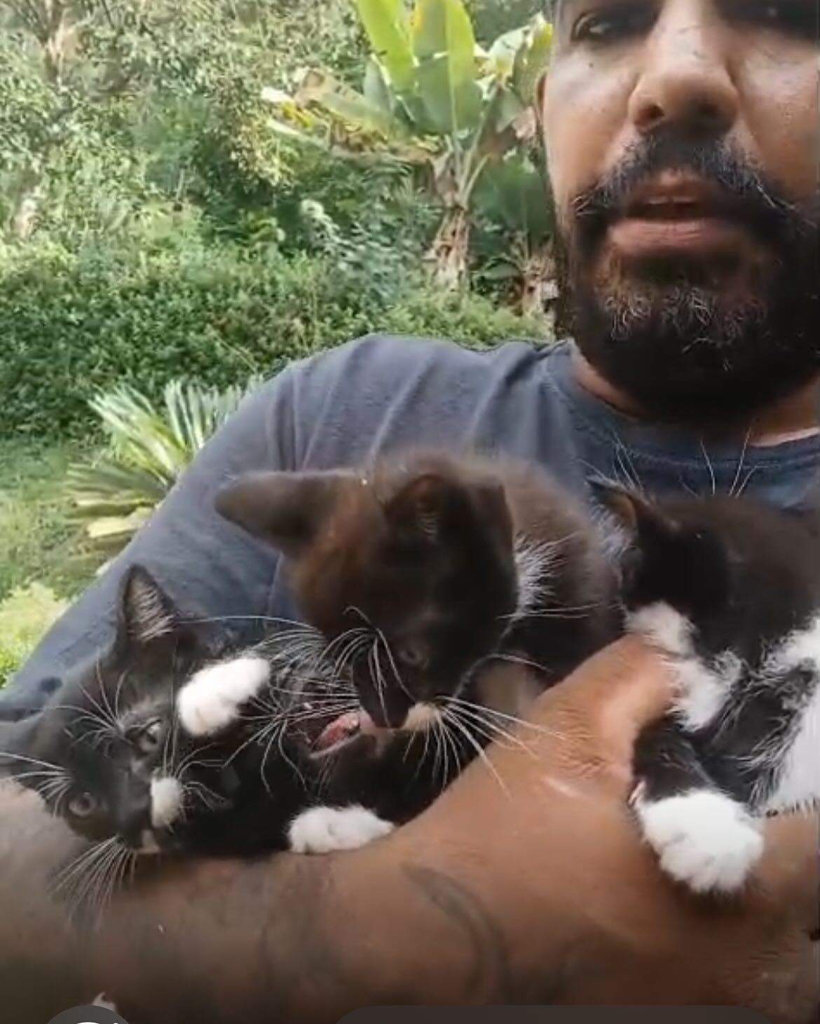 Foto do animal