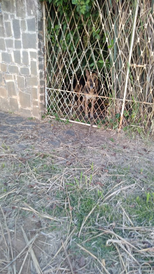 Foto do animal